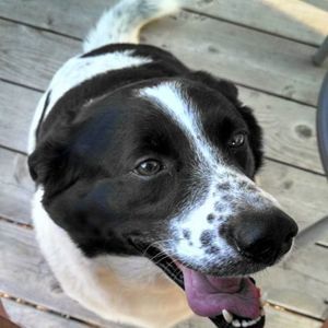 Meet your Posher, Ken